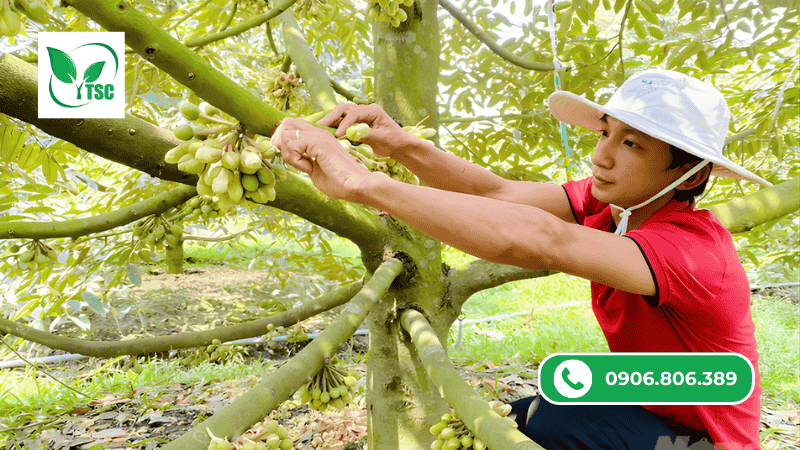 Vì sao nhà vườn ưu tiên MKP 0 52 34 để xử lý ra hoa nghịch vụ? vì sao nhà vườn thường ưu tiên MKP 0 52 34 xử lý ra hoa