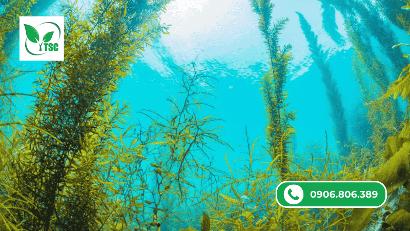 amino rong biển là gì