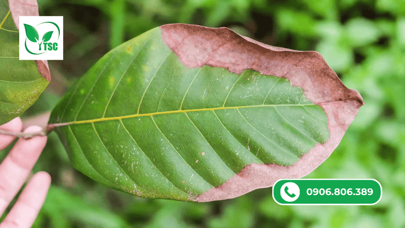 dấu hiệu cây thừa hoặc thiếu kali