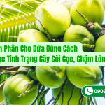 Bón Phân Cho Dừa Đúng Cách Để Khắc Phục Tình Trạng Cây Còi Cọc, Chậm Lớn