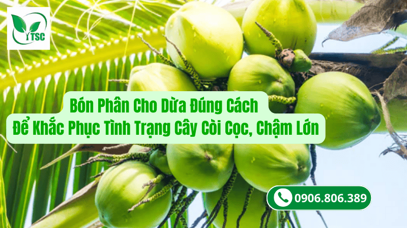 bón phân cho dừa đúng cách để khắc phục tình trạng cây còi cọc, chậm lớn