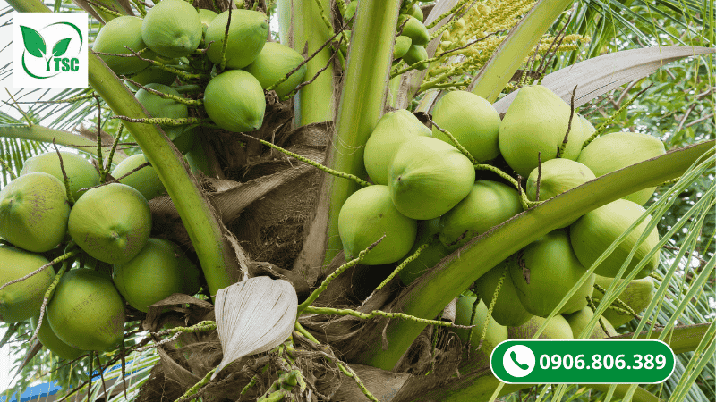 bón phân cho dừa tại sao nên ưu tiên bón npk cho dừa thay vì chỉ bón các loại phân riêng lẻ?