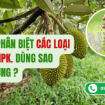 Cách Phân Biệt Các Loại Phân NPK: Dùng Sao Cho Đúng?