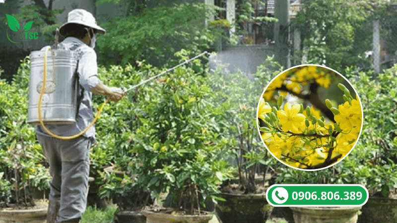 cách phun canxi bo cho cây mai đúng kỹ thuật