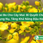 Canxi Bo Cho Cây Mai: Bí Quyết Chống Rụng Nụ, Tăng Khả Năng Đậu Hoa