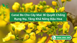 canxi bo cho cây mai bí quyết chống rụng nụ tăng khả năng đậu trái