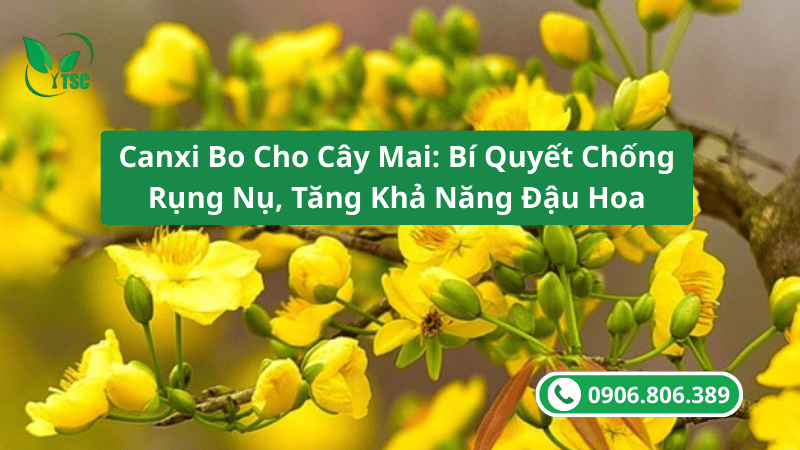 canxi bo cho cây mai bí quyết chống rụng nụ tăng khả năng đậu trái