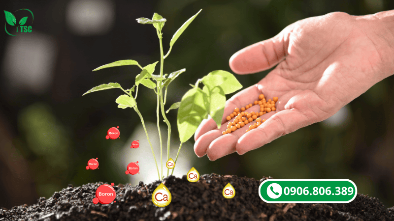 canxi bo hữu cơ cung cấp đồng thời canxi và bo hai vi lượng cần thiết cho cây trồng