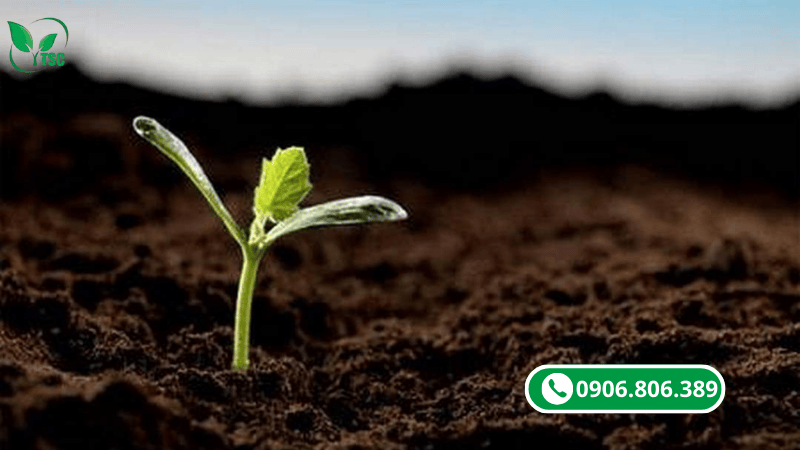 canxi bo hữu cơ giúp cây hấp thu dinh dưỡng nhanh và hiệu quả hơn