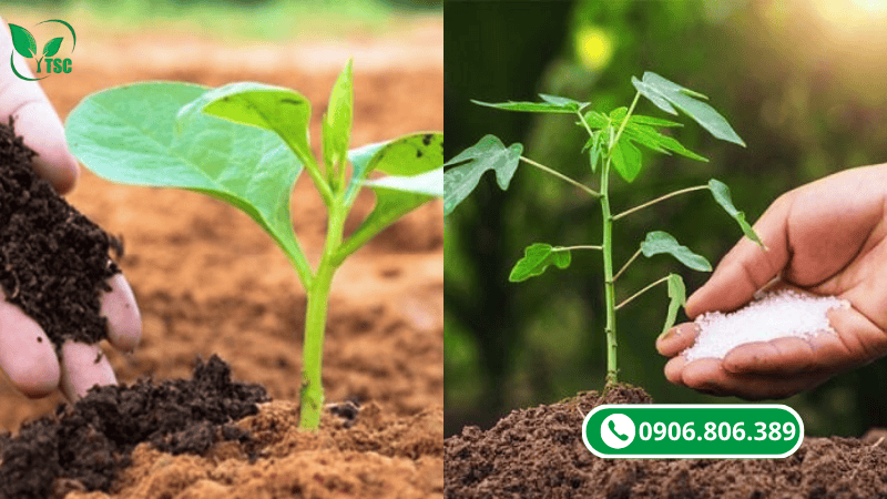 canxi bo hữu cơ thụy sỹ có gì khác biệt so với loại thường?