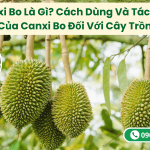 Canxi Bo Là Gì? Cách Dùng Và Tác Dụng Của Canxi Bo Đối Với Cây Trồng