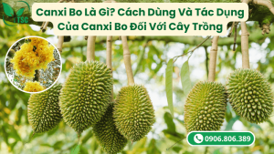 canxi bo là gì?cách dùng và tác dụng của canxi bo đối với cây trồng