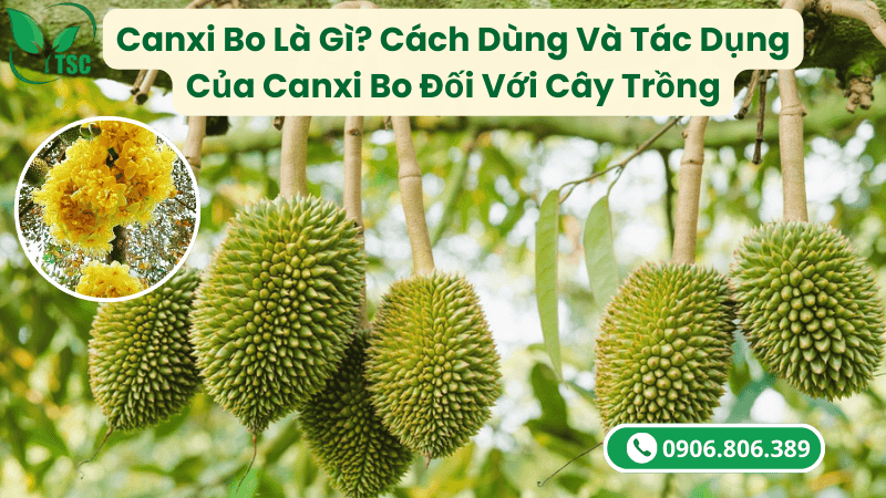 Canxi Bo Là Gì? Cách Dùng Và Tác Dụng Của Canxi Bo Đối Với Cây Trồng canxi bo là gì?cách dùng và tác dụng của canxi bo đối với cây trồng