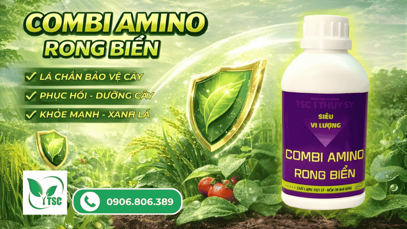 combi amino rong biển Thụy Sỹ - dưỡng cây xanh lá
