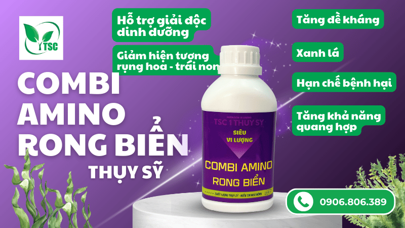 công dụng nổi bật của combi amino rong biển Thụy Sỹ