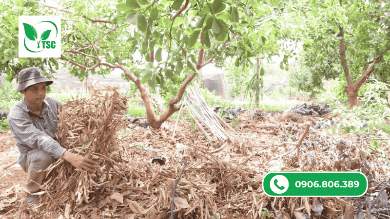 Ưu Nhược Điểm Các Loại Phân Bón Hữu Cơ Nhà Vườn Thường Sử Dụng kỹ thuật sử dụng các loại phân bón hữu cơ hiệu quả