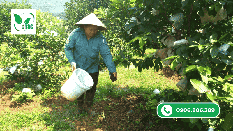 Nên bón các loại phân hữu cơ hay kết hợp thêm vô cơ?