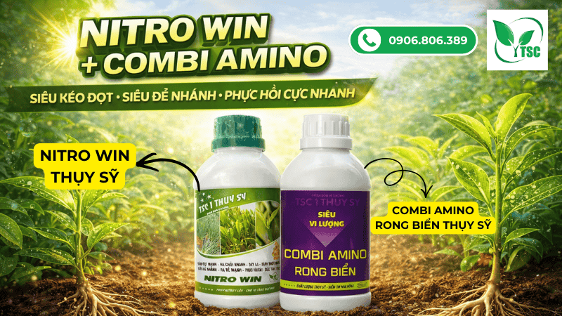 Nitrowin và Combi Amino rong biển Thụy Sỹ