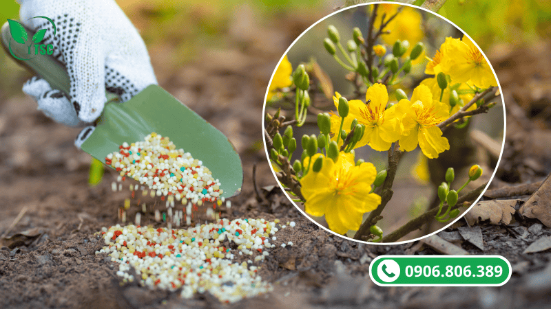 phân bón cho cây mai có công dụng chính là gì?
