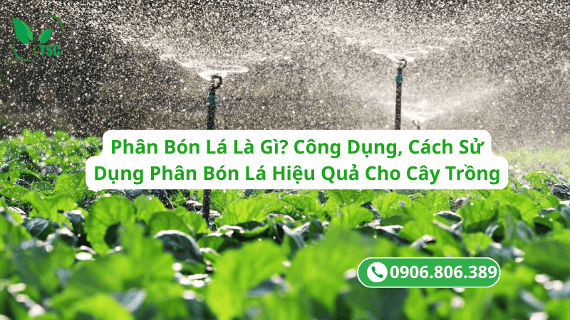 Phân Bón Lá Là Gì? Công Dụng, Cách Sử Dụng Phân Bón Lá Hiệu Quả Cho Cây Trồng phân bón lá là gì?công dụng, cách sử dụng phân bón lá hiệu quả cho cây trồng