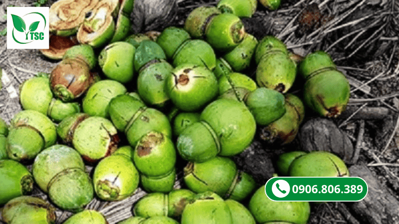 tại sao bón phân cho dừa nhiều mà vẫn rụng trái non?