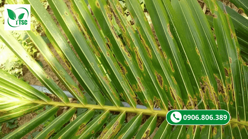 tại sao cây dừa bị vàng lá dù vẫn bón phân cho dừa đều đặn?