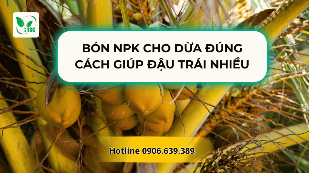 Bón NPK Cho Dừa Đúng Cách Giúp Đậu Trái Nhiều bón npk cho dừa đúng cách