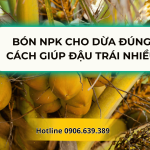 Bón NPK Cho Dừa Đúng Cách Giúp Đậu Trái Nhiều