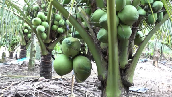 Cách Bón Phân Cho Dừa Xiêm Lùn Đúng Kỹ Thuật Cách bón phân cho dừa xiêm lùn