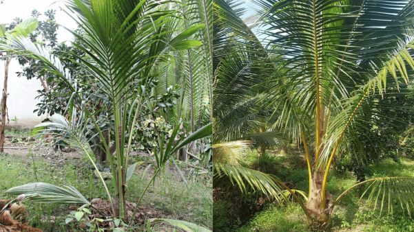 Bón NPK Cho Dừa Đúng Cách Giúp Đậu Trái Nhiều bón NKP cho dừa đúng cách