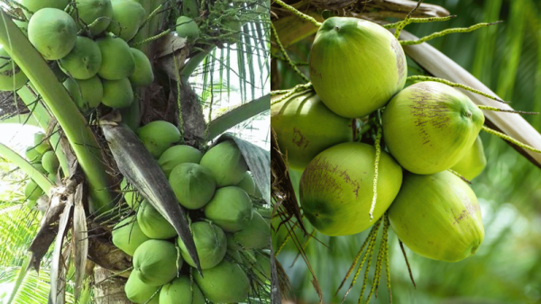 Bón NPK Cho Dừa Đúng Cách Giúp Đậu Trái Nhiều bón NKP cho dừa đúng cách