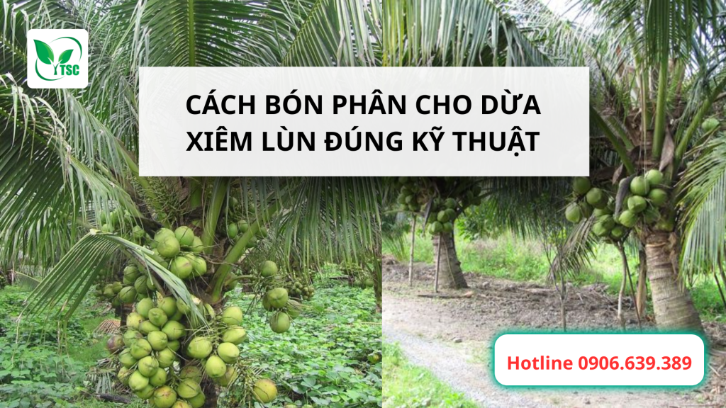 Cách Bón Phân Cho Dừa Xiêm Lùn Đúng Kỹ Thuật Cách bón phân cho dừa xiêm lùn