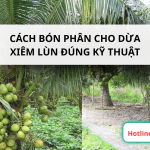 Cách Bón Phân Cho Dừa Xiêm Lùn Đúng Kỹ Thuật