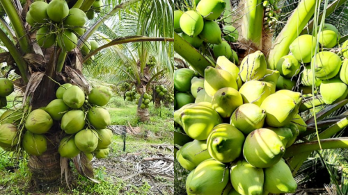 Cách Bón Phân Cho Dừa Xiêm Lùn Đúng Kỹ Thuật Cách bón phân cho dừa xiêm lùn