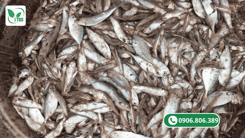 đạm cá tự ủ truyền thống