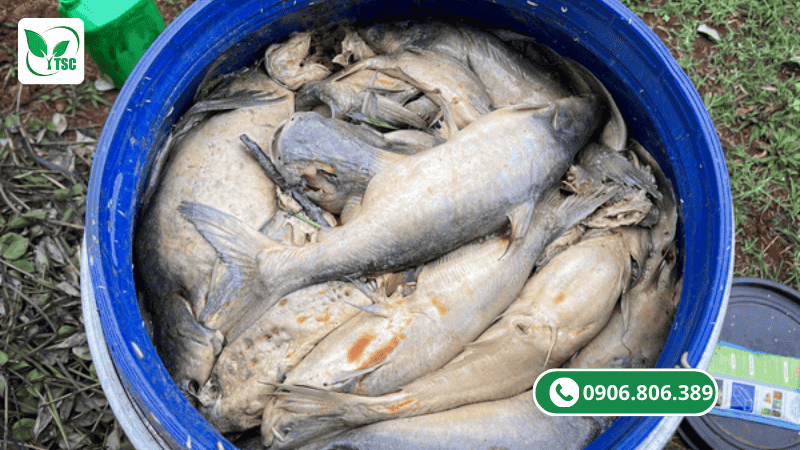 phân bón đạm cá là gì?