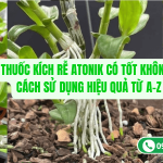 Thuốc Kích Rễ Atonik Có Tốt Không? Cách Sử Dụng Hiệu Quả Từ A-Z