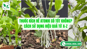 thuốc kích rễ atonik có tốt không? cách sử dụng hiệu quả từ a-z