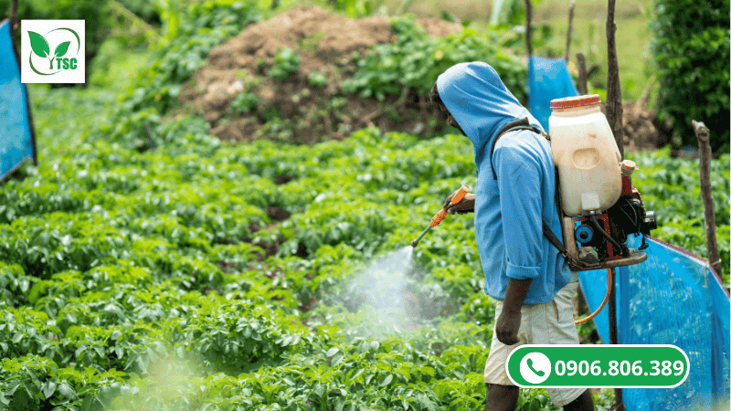 thuốc kích rễ atonik phun lên lá