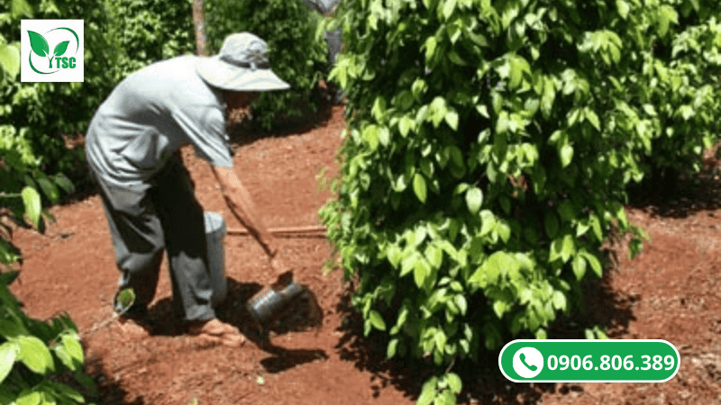 thuốc kích rễ atonik tưới gốc