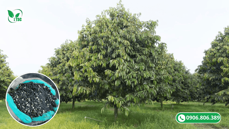 Thời Điểm Bón Lân Cho Sầu Riêng Chuẩn Nhất Giúp Cây Ra Hoa Đồng Loạt bón lân qua gốc thời điểm bón lân cho sầu riêng