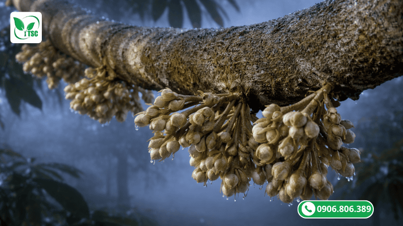 Tiết Bông Sầu Riêng Là Gì? Bí Quyết Canh Tiết Bông Chuẩn Nhà Vườn Cần Biết canh tiết bông tây nguyên và một số khu vực khác tiết bông sầu riêng