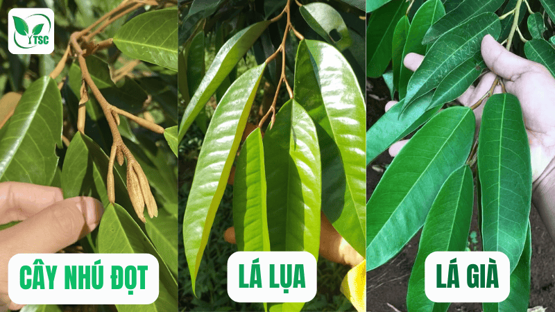 cơi đọt sầu riêng là gì? một cơi đọt sầu riêng bao nhiêu ngày