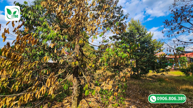 Thời Điểm Bón Lân Cho Sầu Riêng Chuẩn Nhất Giúp Cây Ra Hoa Đồng Loạt dấu hiệu nhận biết cây sầu riêng thiếu lân là gì?thời điểm bón lân cho sầu riêng