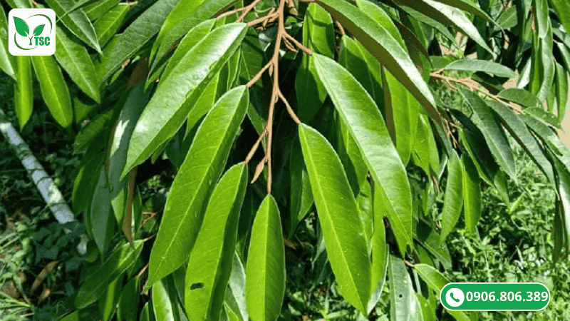 giai đoạn chuyển lụa một cơi đọt sầu riêng bao nhiêu ngày