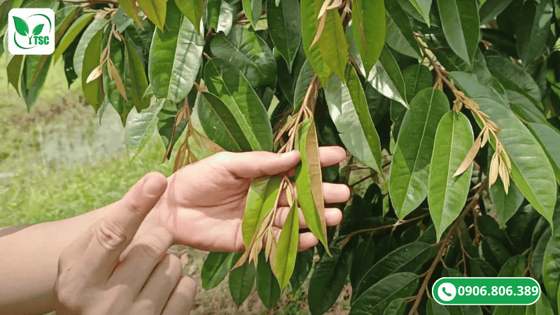 giai đoạn mở lá một cơi đọt sầu riêng bao nhiêu ngày