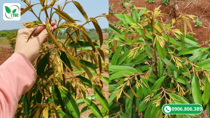 giai đoạn nhú cơi một cơi đọt sầu riêng bao nhiêu ngày