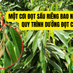Một Cơi Đọt Sầu Riêng Bao Nhiêu Ngày? Quy Trình Dưỡng Đọt Chuẩn