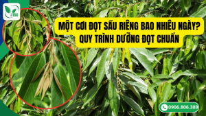 một cơi đọt sầu riêng bao nhiêu ngày? quy trình dưỡng đọt chuẩn