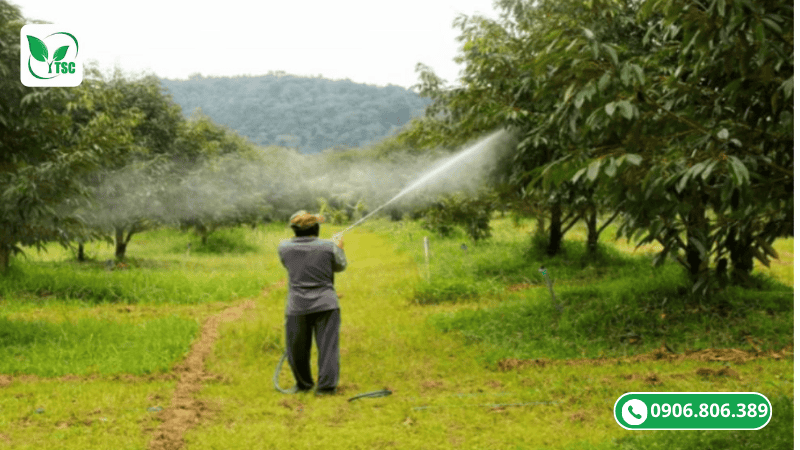 Thời Điểm Bón Lân Cho Sầu Riêng Chuẩn Nhất Giúp Cây Ra Hoa Đồng Loạt phun lân qua lá thời điểm bón lân cho sầu riêng